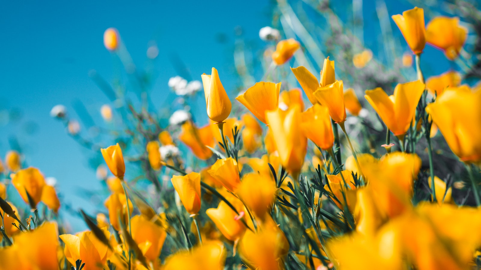 A field of wildflowers catching warm light in the late afternoon